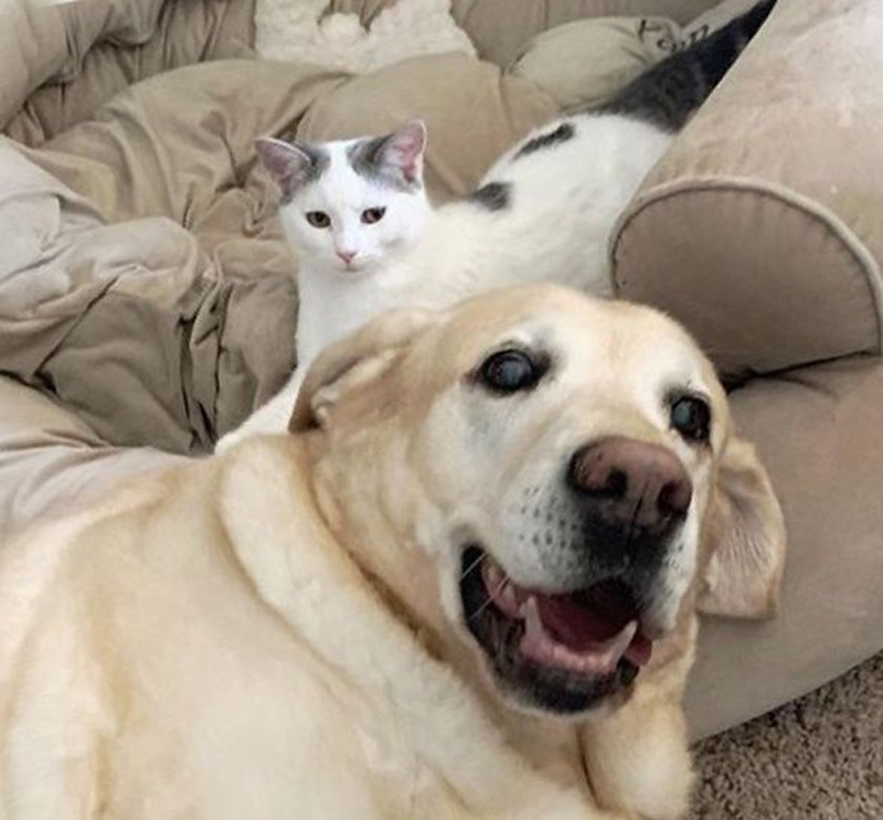 大好きになった犬に寄り添う子猫