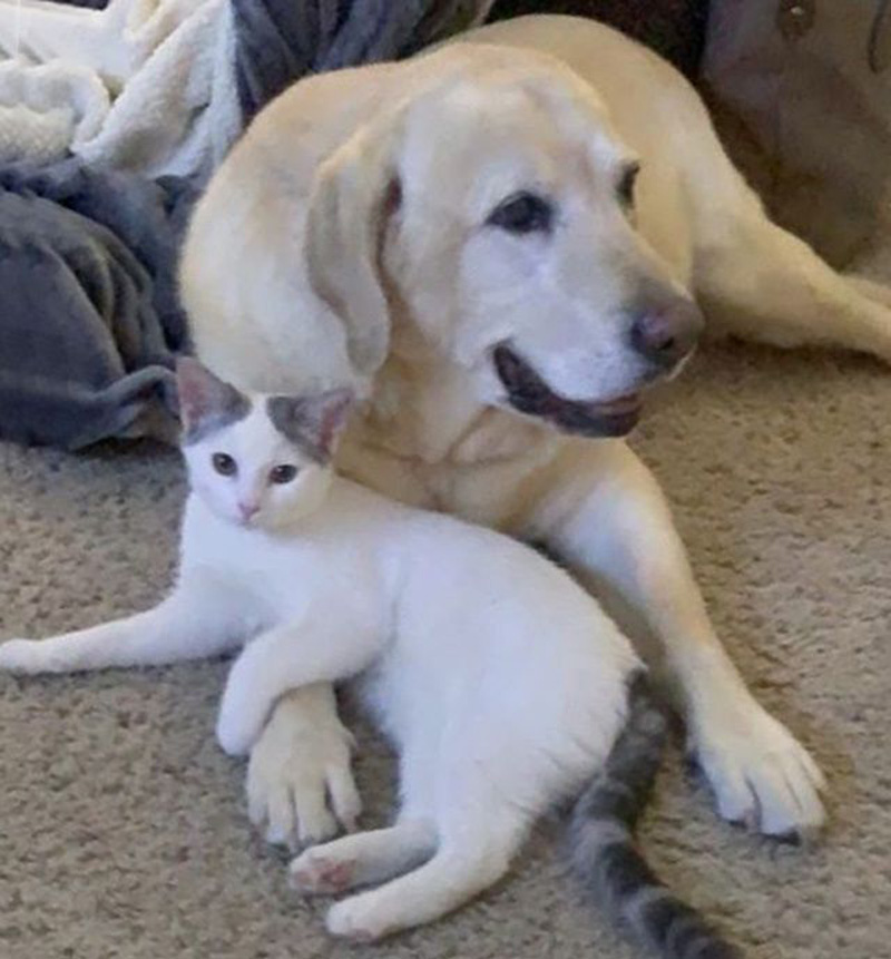 いつも犬と一緒の子猫
