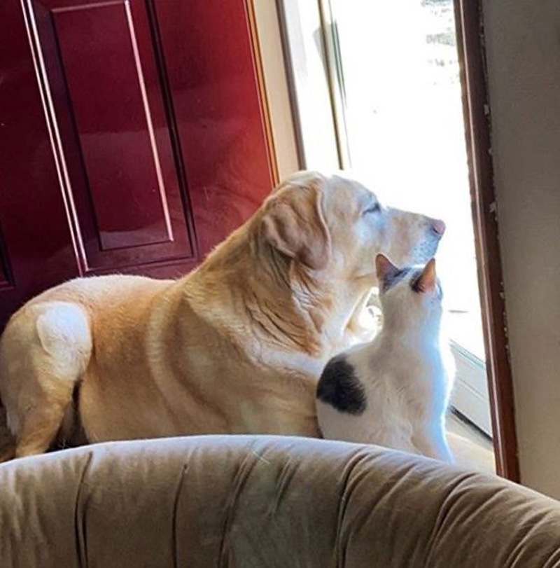 犬と一緒に外を眺める子猫