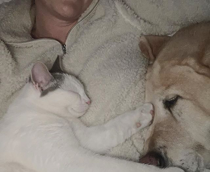 犬に寄り添う猫