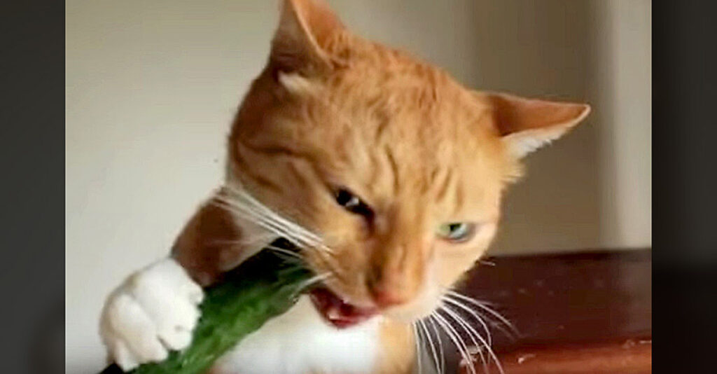 キュウリの美味しさに気づいてしまった猫。その豪快過ぎる食べっぷりが