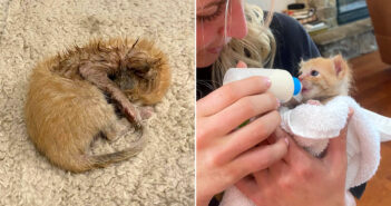 ショベルカーから保護された子猫