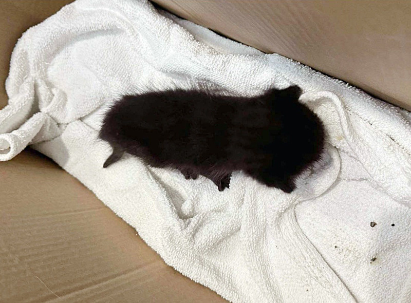 保護された子猫