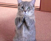 まったりとお昼寝していた猫さん。突然ムクリと起き上がって、腹ぺこアピールしてくる姿にキュンとする ( *´艸｀)♡