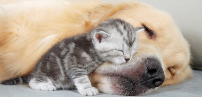 ゴールデンレトリバー無しでは寝られない寂しがり屋の子猫。ピッタリと寄り添いながら眠りに落ちていく姿にホッとする♡