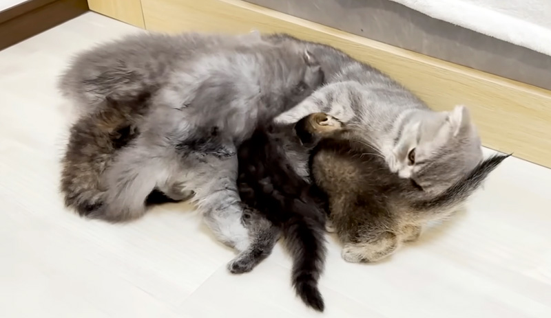 母猫に甘える子猫達