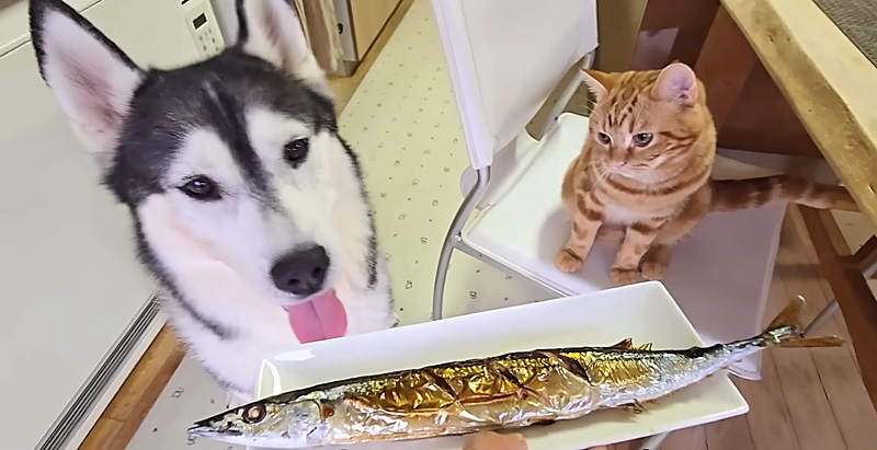 さんまが気になる犬と子猫