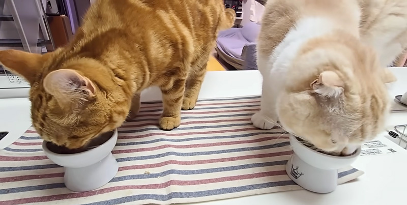 さんまを食べる猫達