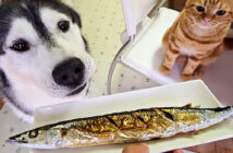 さんまが気になる犬と子猫