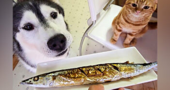 さんまが気になる犬と子猫