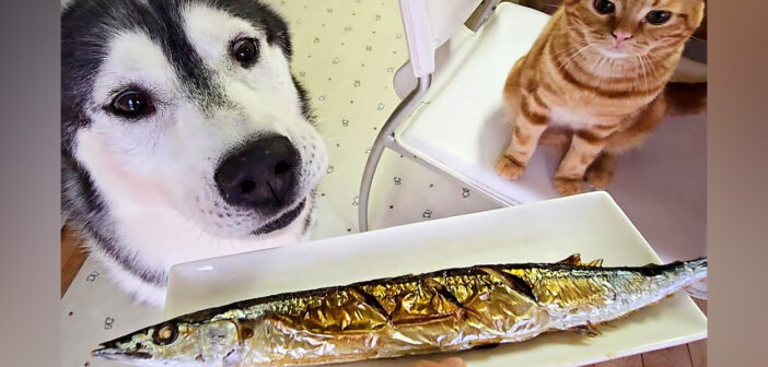 さんまが気になる犬と子猫