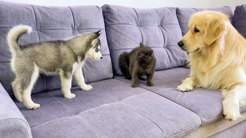 初めて会った子犬と子猫
