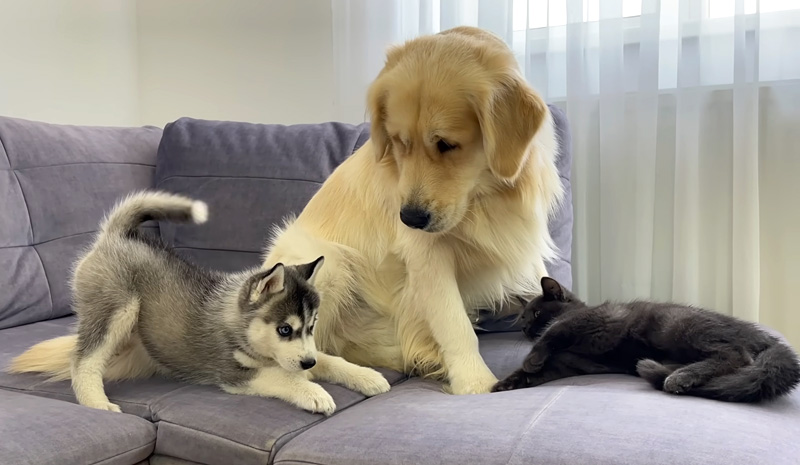 子犬と子猫の仲を取り持つレトリバー
