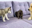 初めて会った子犬と子猫