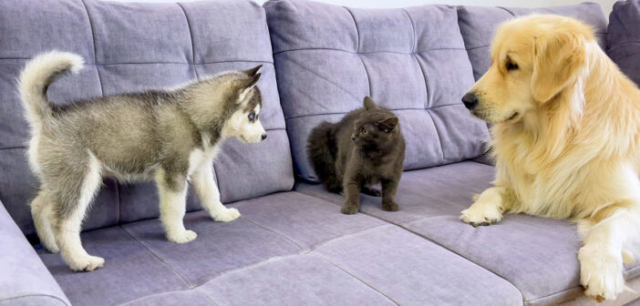 ハスキー犬の子犬を初めて子猫に紹介したゴールデンレトリバー。ふたりの仲を取り持つ姿に思わずホッコリ (*´ｪ｀*)♡