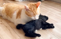先住猫に初接触した子猫