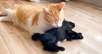 先住猫に初接触した子猫