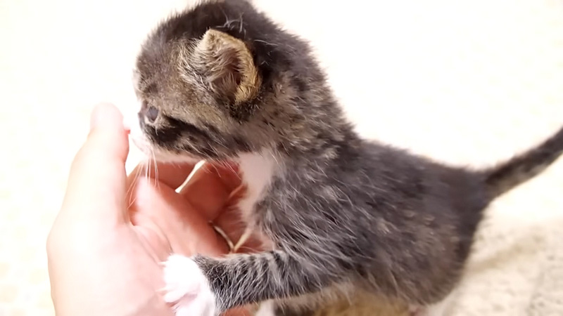 膝の上に乗った子猫