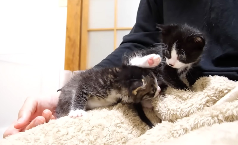 膝の上に乗った子猫達