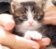 膝が大好きな子猫