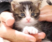 膝を発見した子猫達が嬉しそうに鳴きながら登ってきた♪ 膝の上で見せてくれた可愛すぎる姿にキュンとする ( *´艸｀)♡