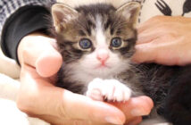 膝が大好きな子猫