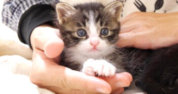 膝を発見した子猫達が嬉しそうに鳴きながら登ってきた♪ 膝の上で見せてくれた可愛すぎる姿にキュンとする ( *´艸`)♡