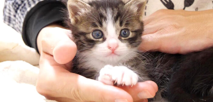 膝を発見した子猫達が嬉しそうに鳴きながら登ってきた♪ 膝の上で見せてくれた可愛すぎる姿にキュンとする ( *´艸｀)♡