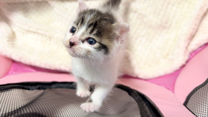 かまってアピールする子猫