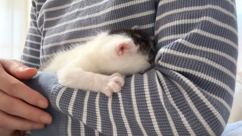 抱っこされる子猫