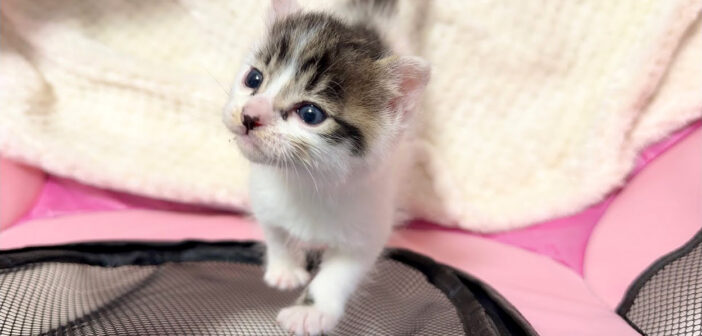 かまってアピールする子猫