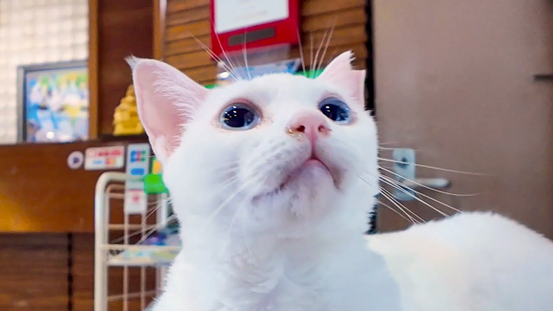 ホテルでお出迎えしてくれる猫