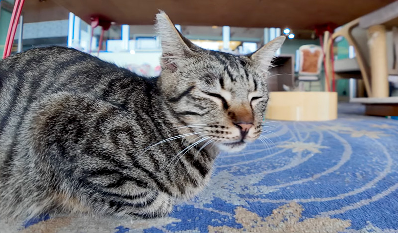 猫ホテルの猫
