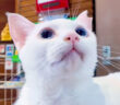 ホテルでお出迎えしてくれる猫