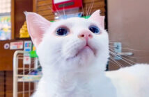 ホテルでお出迎えしてくれる猫