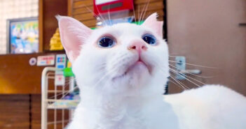 ホテルでお出迎えしてくれる猫