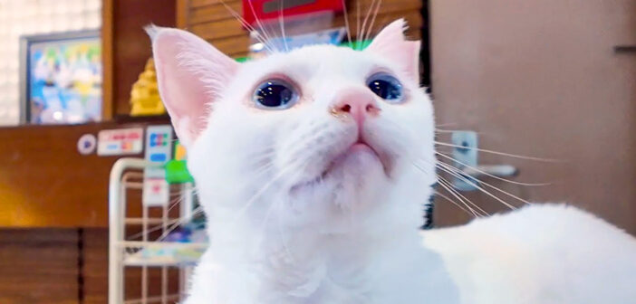 ホテルでお出迎えしてくれる猫