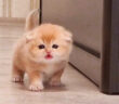 飼い主さんを追いかける子猫
