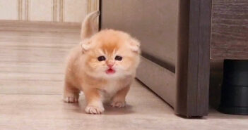 飼い主さんを追いかける子猫