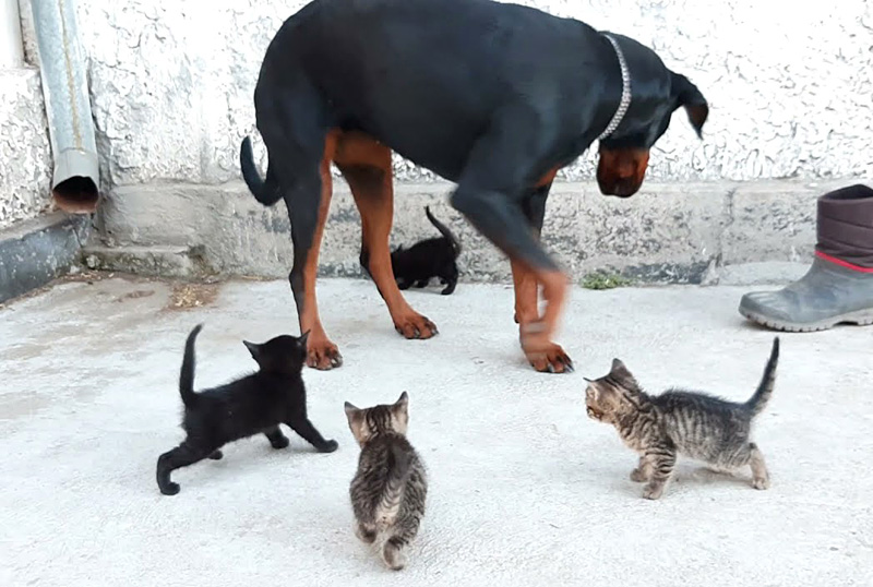 犬に群がる子猫達