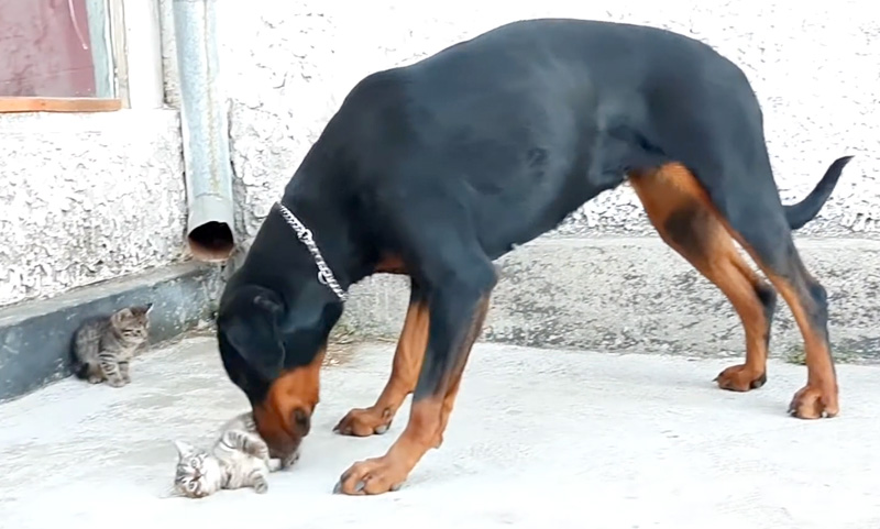 犬にかまってもらう子猫