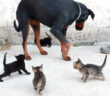 犬に群がる子猫達