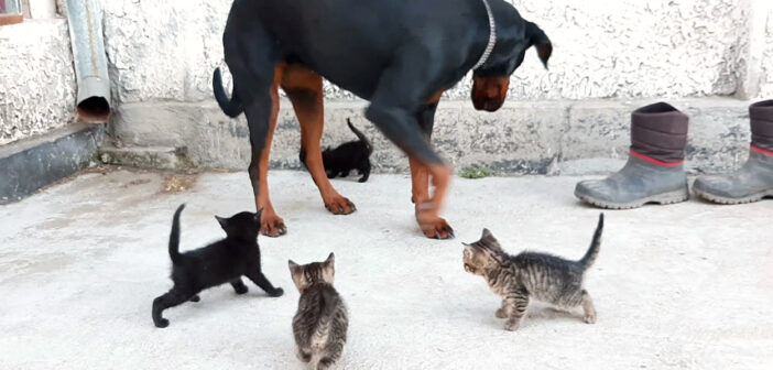 犬に群がる子猫達