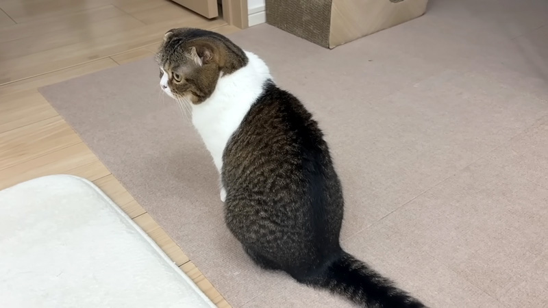 カミナリに驚いた猫