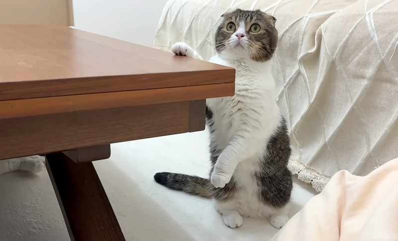 立ち上がった猫
