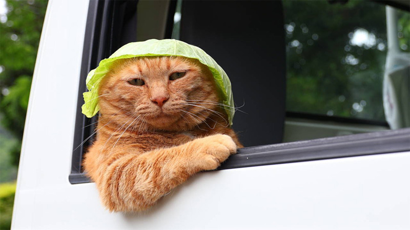 軽トラに乗ってキャベツ帽子をかぶる猫