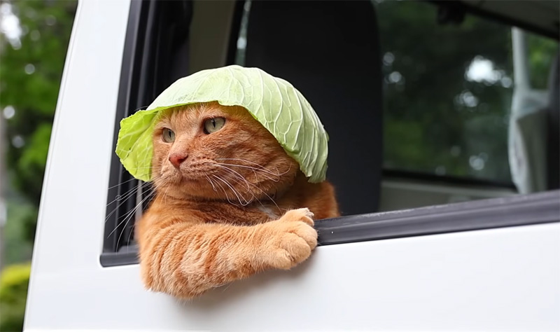 軽トラに乗ってキャベツ帽子をかぶる猫
