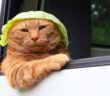 軽トラに乗ってキャベツ帽子をかぶる猫