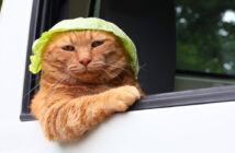 軽トラに乗ってキャベツ帽子をかぶる猫