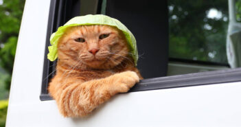 軽トラに乗ってキャベツ帽子をかぶる猫